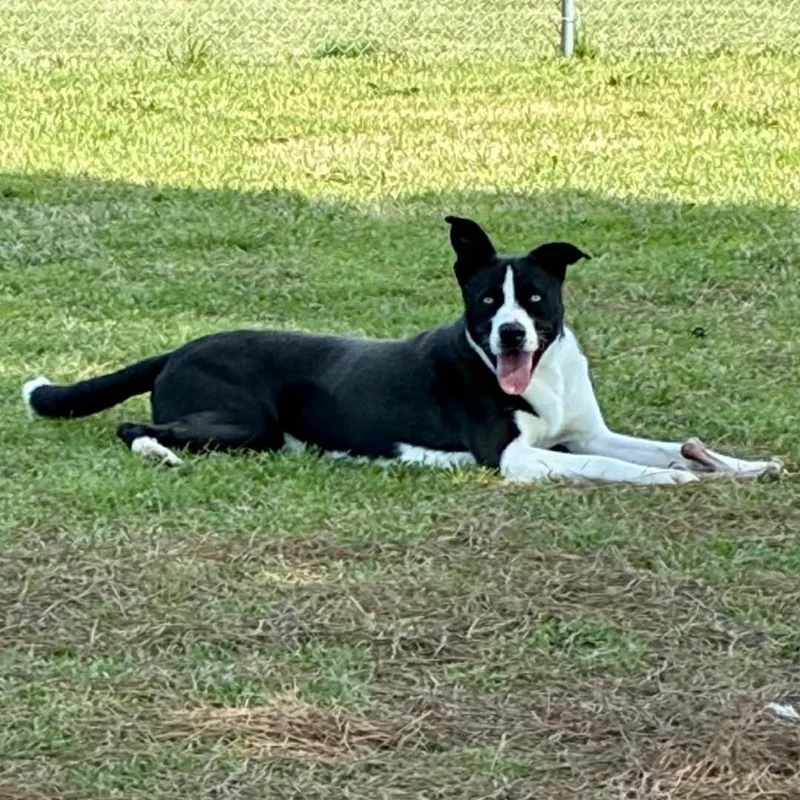 An adult medium-sized male White / Cream Mixed Breed dog named Bingo for adoption in Myrtle Beach, SC