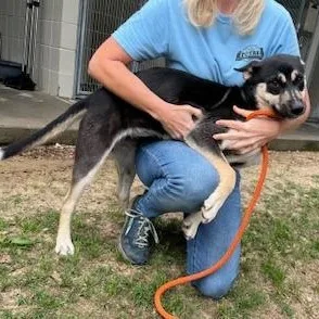 An adult medium-sized female Black Shepherd dog named Rebecca for adoption in Cumberland, RI