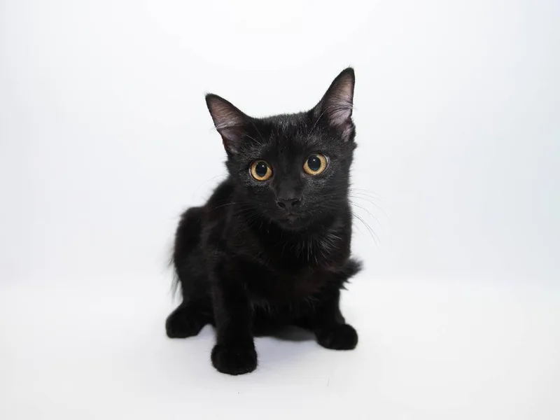 A baby medium-sized female Domestic Short Hair cat named Meadow for adoption in Lansing, KS