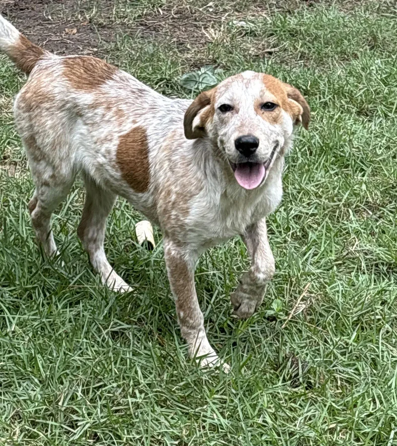 A baby medium-sized female Cattle Dog dog named Amelia for adoption in Mount Pleasant, SC