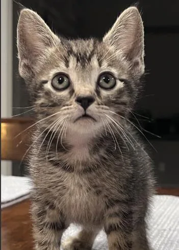 A baby small-sized male Domestic Short Hair cat named Bam Bam for adoption in Colorado Springs, CO