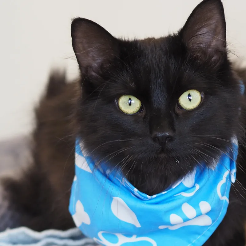 A young medium-sized male Domestic Long Hair cat named Benji for adoption in Buena Vista, CO