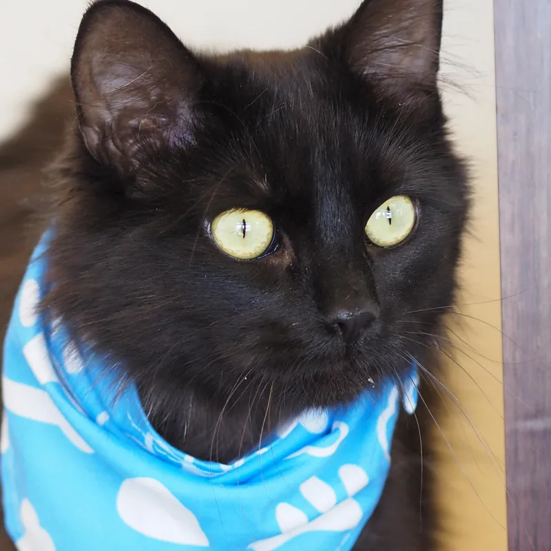 Benji thumbnail 3