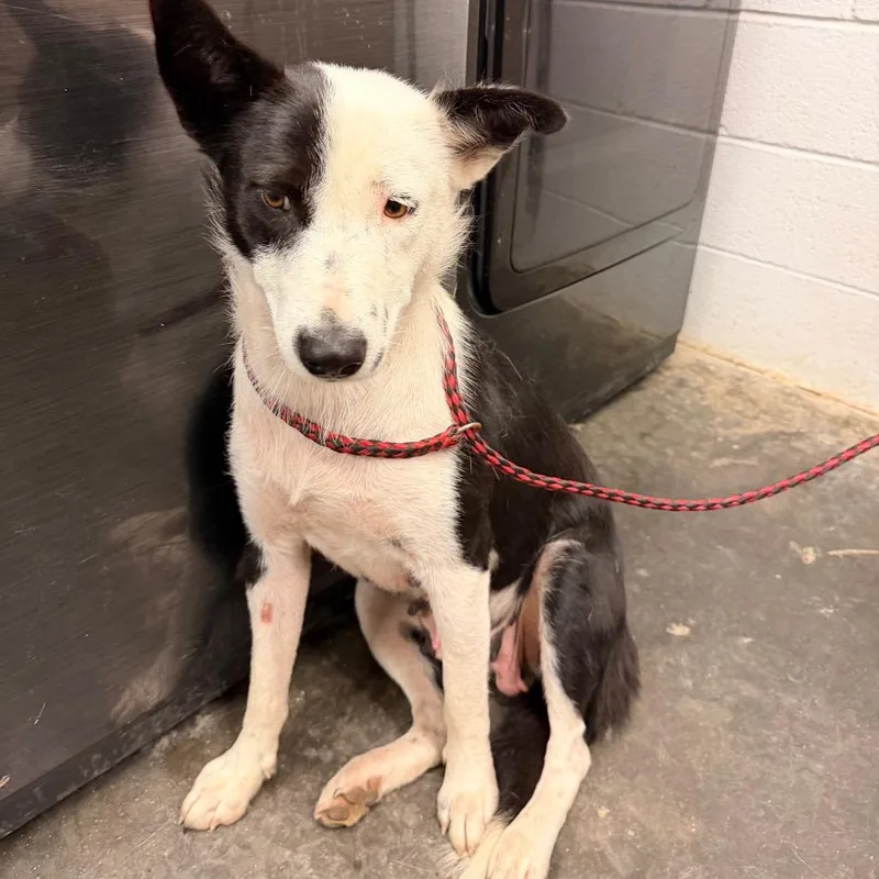 An adult medium-sized female White / Cream Border Collie dog named Rosanne for adoption in Evensville, TN