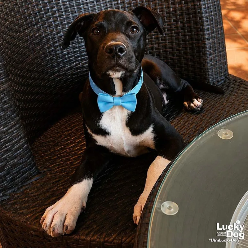 A baby large-sized male Retriever dog named Lil Boots for adoption in Washington, DC