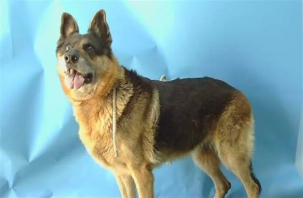 An adult large-sized female German Shepherd Dog dog named Lulu for adoption in Gardena, CA