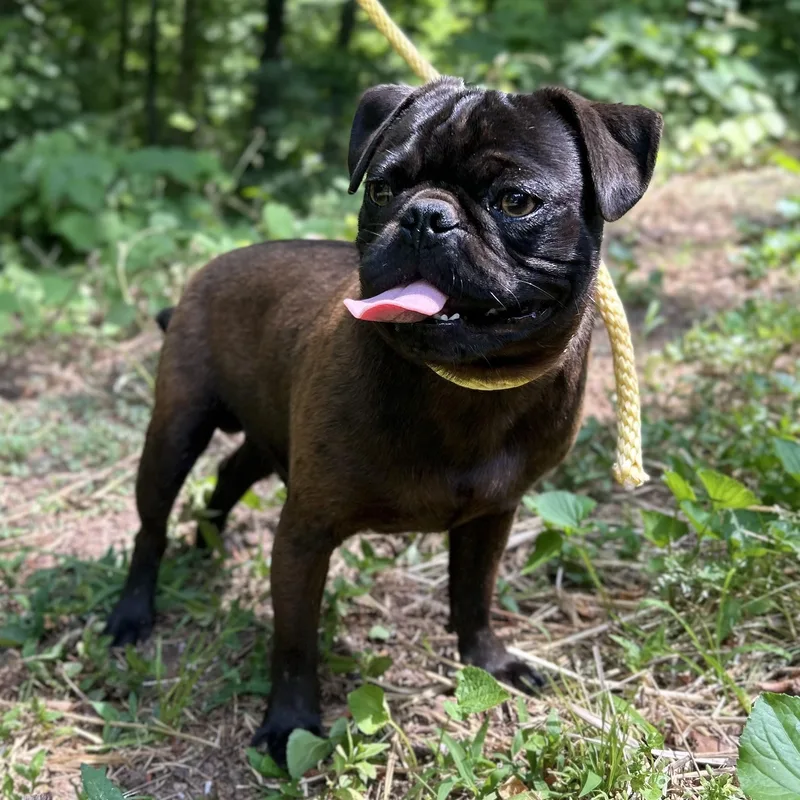 Pugsley