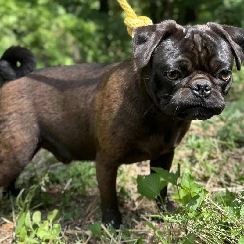 Pugsley thumbnail 2