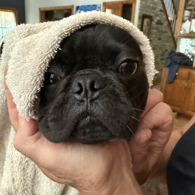 Pugsley thumbnail 3