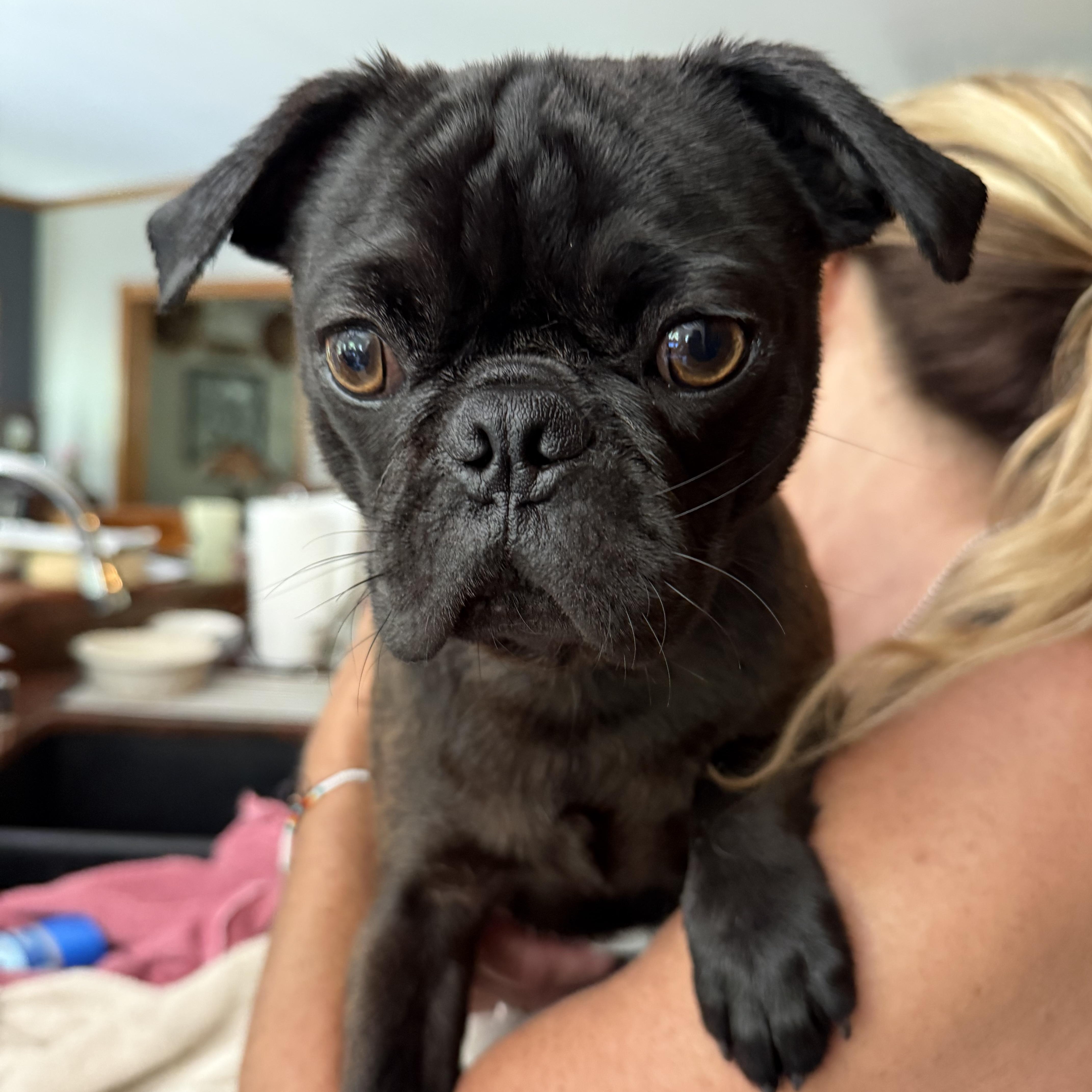 Pugsley thumbnail 4