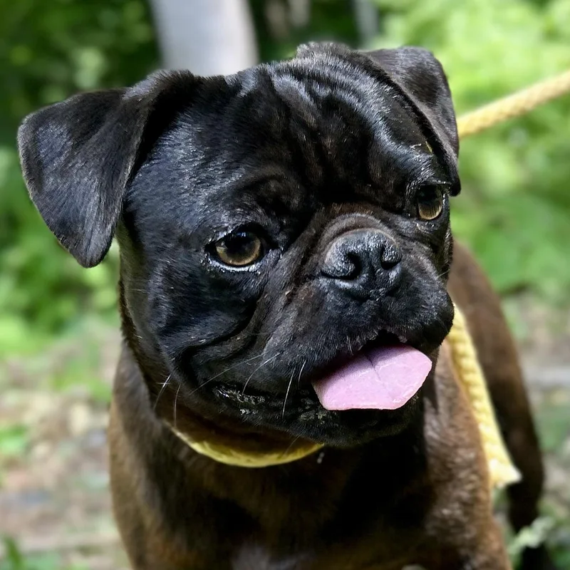 Pugsley thumbnail 5