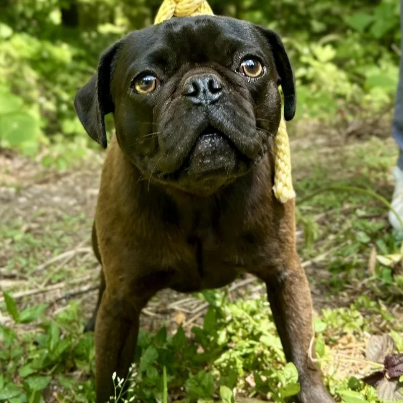 Pugsley thumbnail 6
