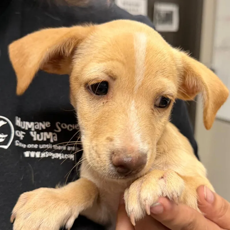 A baby small-sized male Apricot / Beige Chihuahua dog named Cheese for adoption in Yuma, AZ
