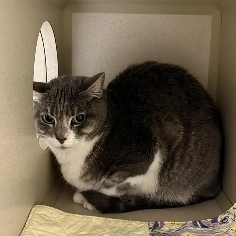 A senior medium-sized female Gray / Blue / Silver Domestic Short Hair cat named Stormy for adoption in Durango, CO