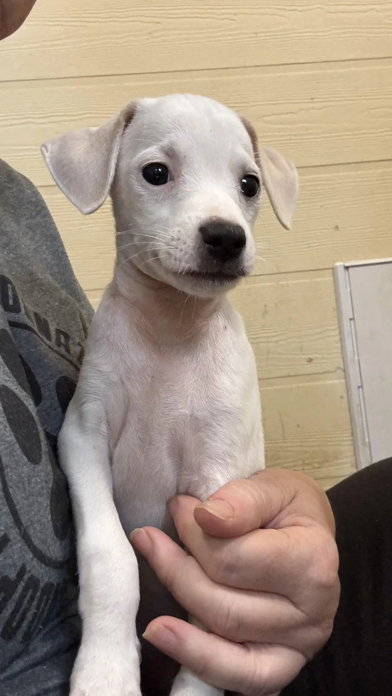 A baby small-sized male White / Cream Terrier dog named Benson for adoption in Ruston, LA