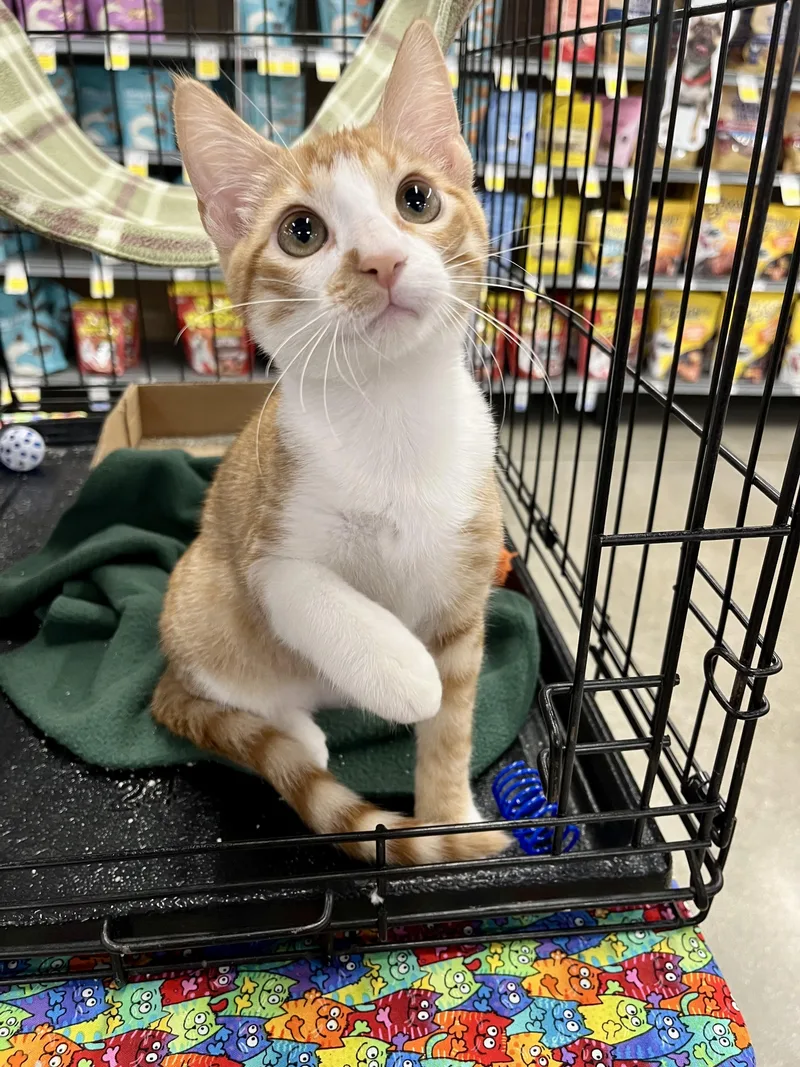 A baby medium-sized male Orange & White Domestic Short Hair cat named Little PetiteRL for adoption in Schertz, TX