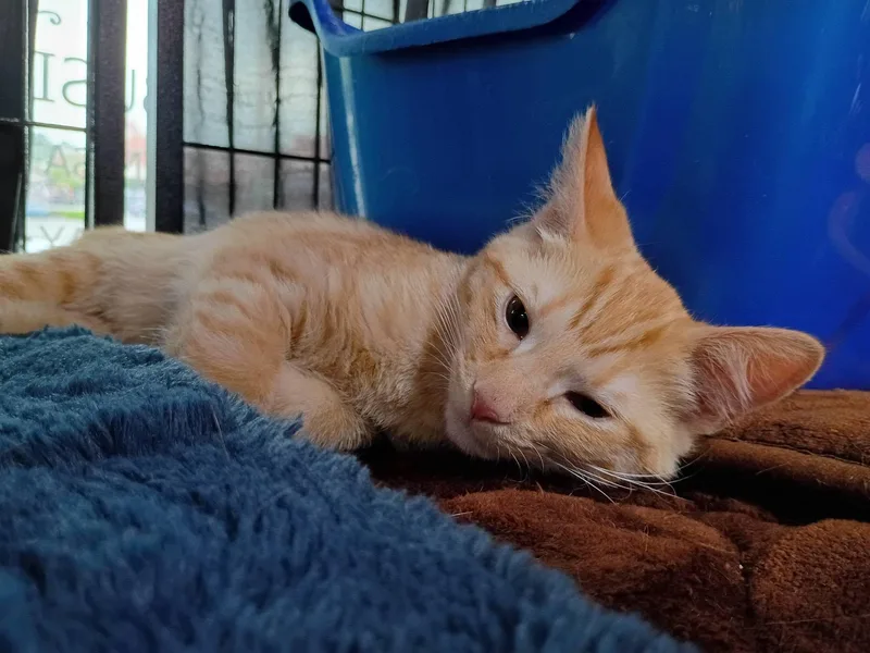A baby medium-sized male Tabby (Orange / Red) Domestic Short Hair cat named Pumpernickel for adoption in Morgantown, WV
