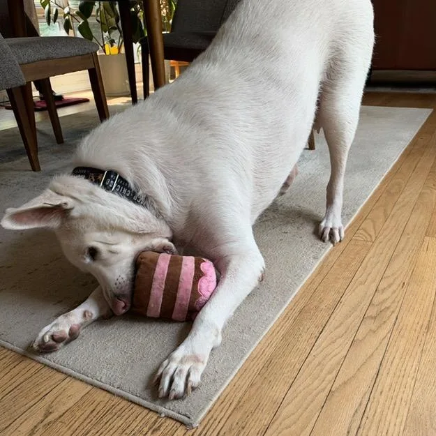 An adult extra large-sized female Shepherd dog named Juniper for adoption in Chicago, IL