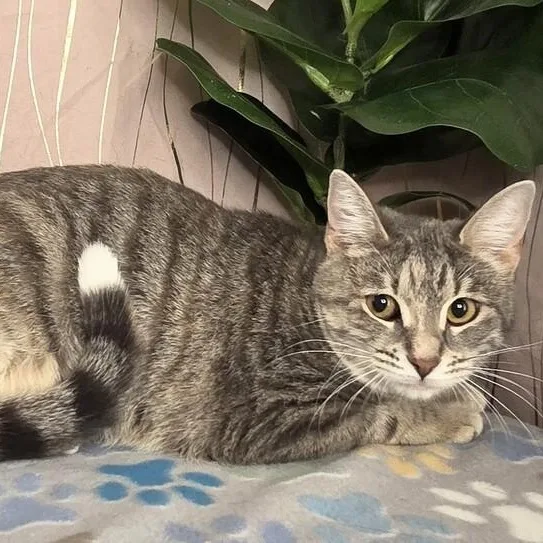An adult medium-sized female Tabby (Gray / Blue / Silver) American Shorthair cat named Sugar for adoption in Long Beach, MS