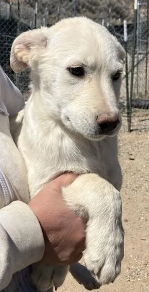A baby medium-sized male White / Cream Labrador Retriever dog named Fluffy Nutter for adoption in San Luis, CO