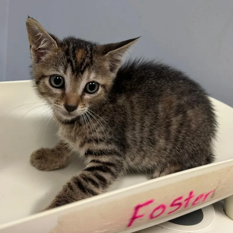 A baby small-sized female Brown / Chocolate Domestic Short Hair cat named Amy for adoption in Columbus, GA