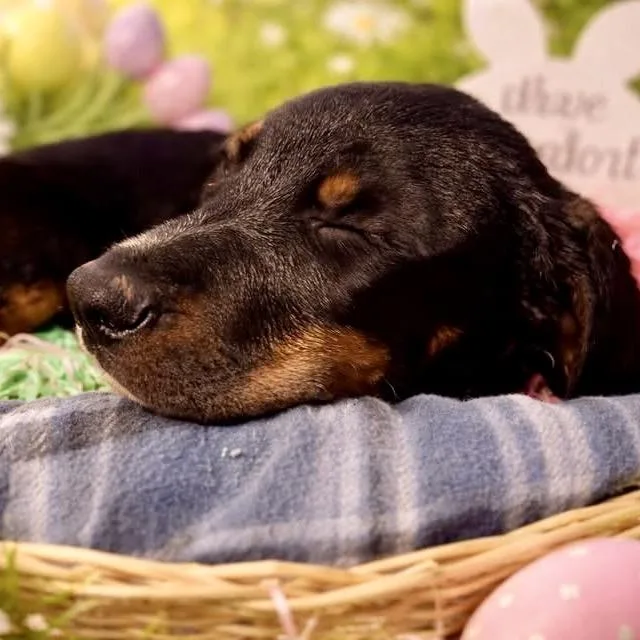 A baby medium-sized male Black Mixed Breed dog named Derek Shepherd for adoption in Fredericksburg, VA
