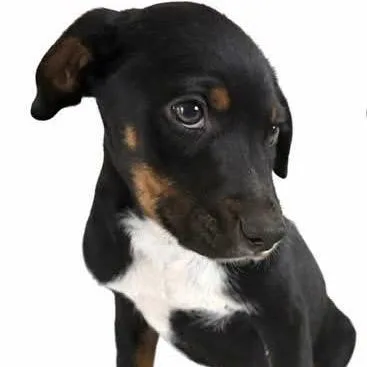 Derek Shepherd thumbnail 2