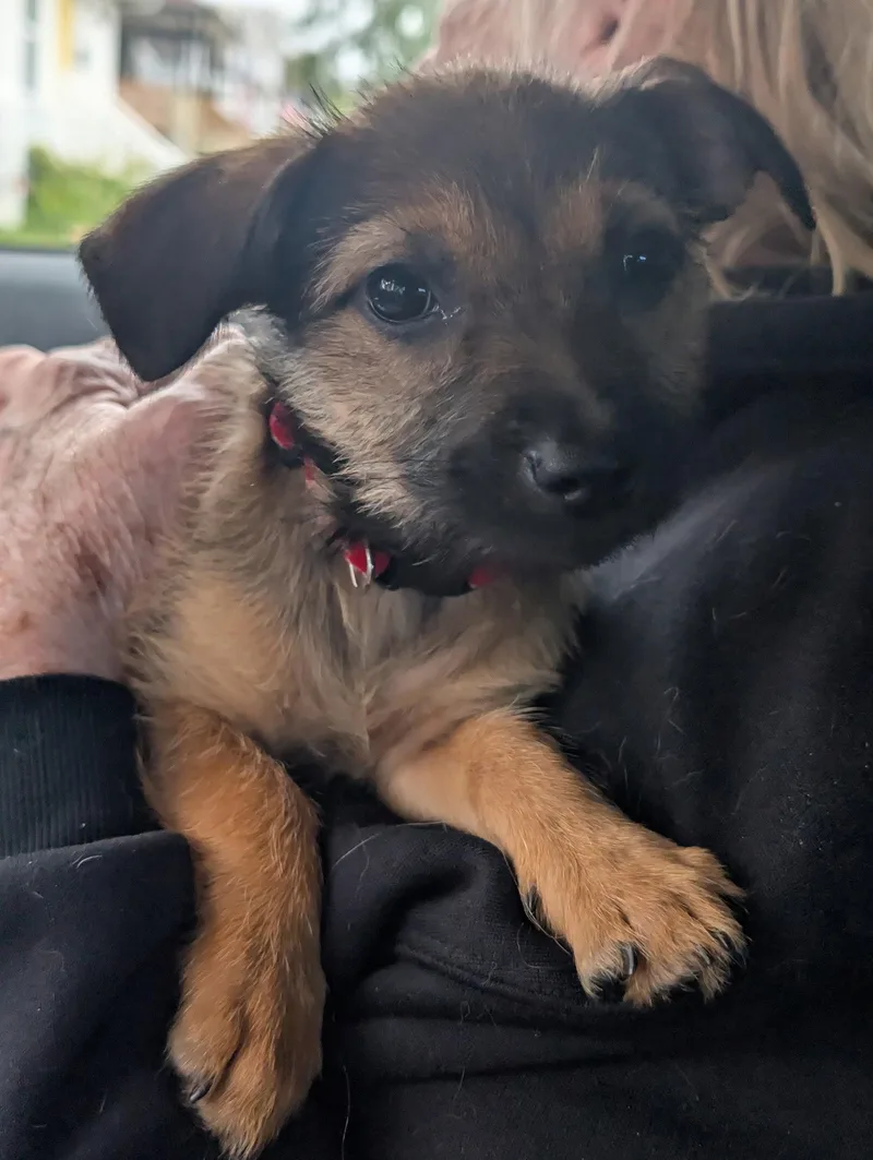 A baby small-sized female Chihuahua dog named Brillit for adoption in Virginia Beach, VA