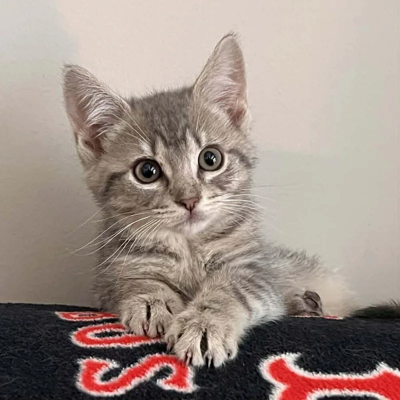A baby medium-sized female Domestic Short Hair cat named Flauta for adoption in Candler, NC