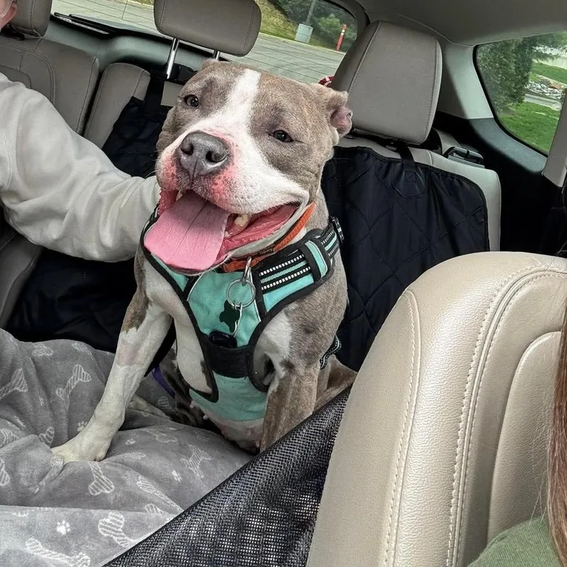 An adult large-sized female Pit Bull Terrier dog named Vienna for adoption in Groveland, MA