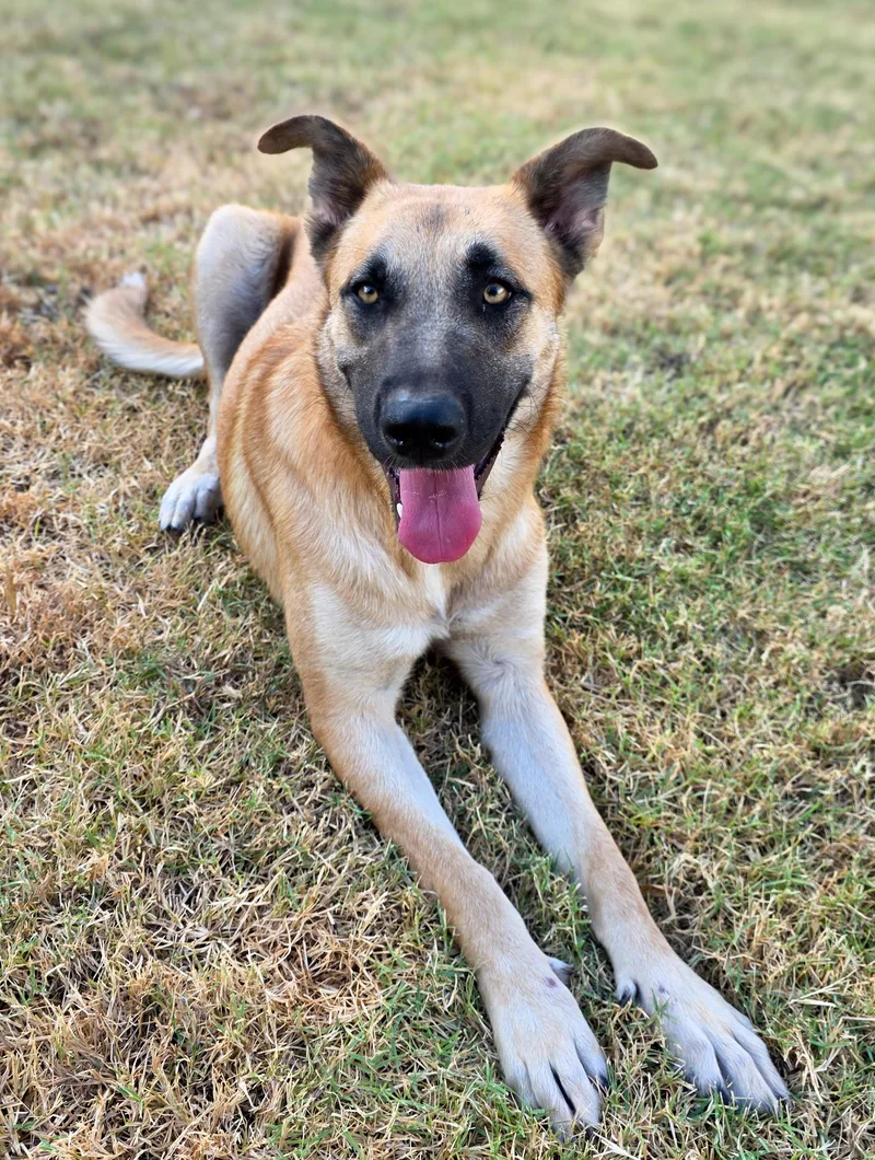 A young large-sized female Yellow / Tan / Blond / Fawn Shepherd dog named Maggie for adoption in Gainesville, TX