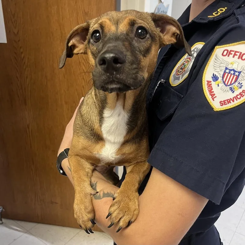 A young medium-sized female Mixed Breed dog named Uma Thurman for adoption in Jacksonville, AR