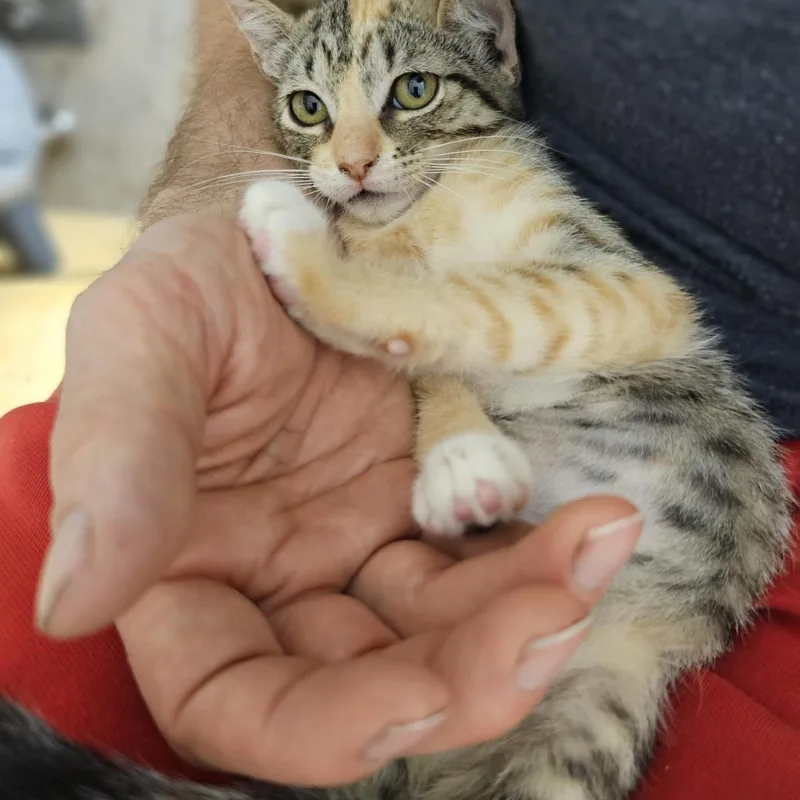 A baby medium-sized female Torbie Domestic Short Hair cat named Jambalaya for adoption in Houston, TX