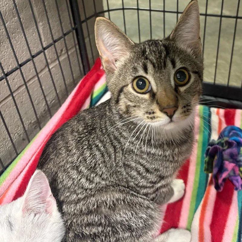 A baby medium-sized male Gray / Blue / Silver Domestic Short Hair cat named Huckleberry Pie for adoption in DeKalb, IL