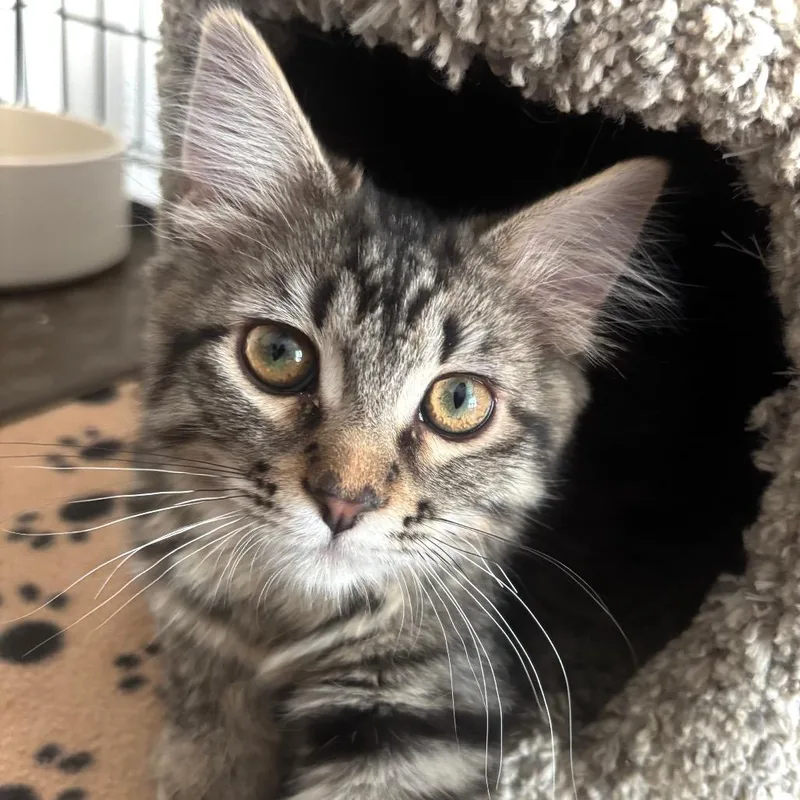 A baby small-sized female Brown / Chocolate Domestic Short Hair cat named Lavern for adoption in Grantsville, UT