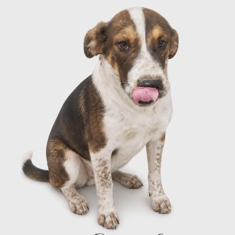 A young medium-sized female Australian Cattle Dog / Blue Heeler dog named Sarah for adoption in Parker, CO