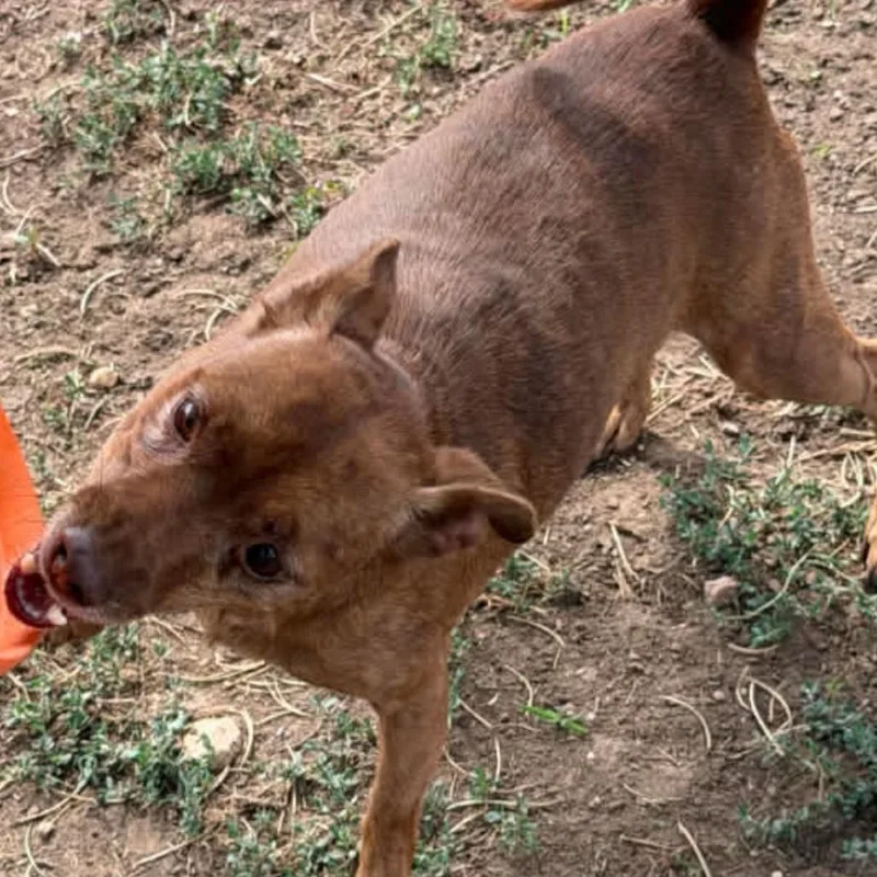 An adult small-sized male Brown / Chocolate Terrier dog named Virgil for adoption in Coralville, IA