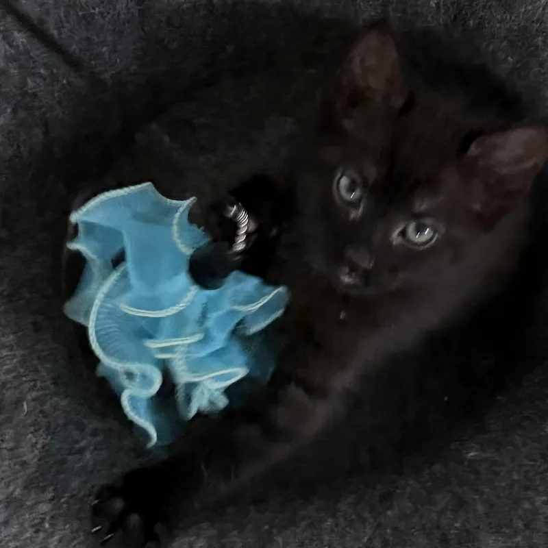 A baby small-sized male Black Domestic Short Hair cat named Dom Groth for adoption in Morrison, CO
