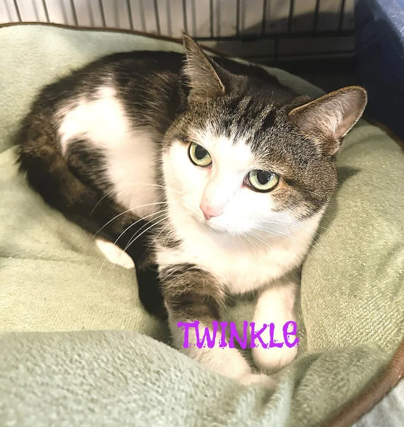 An adult small-sized female Gray & White American Shorthair cat named Twinkle for adoption in Mooresville, NC
