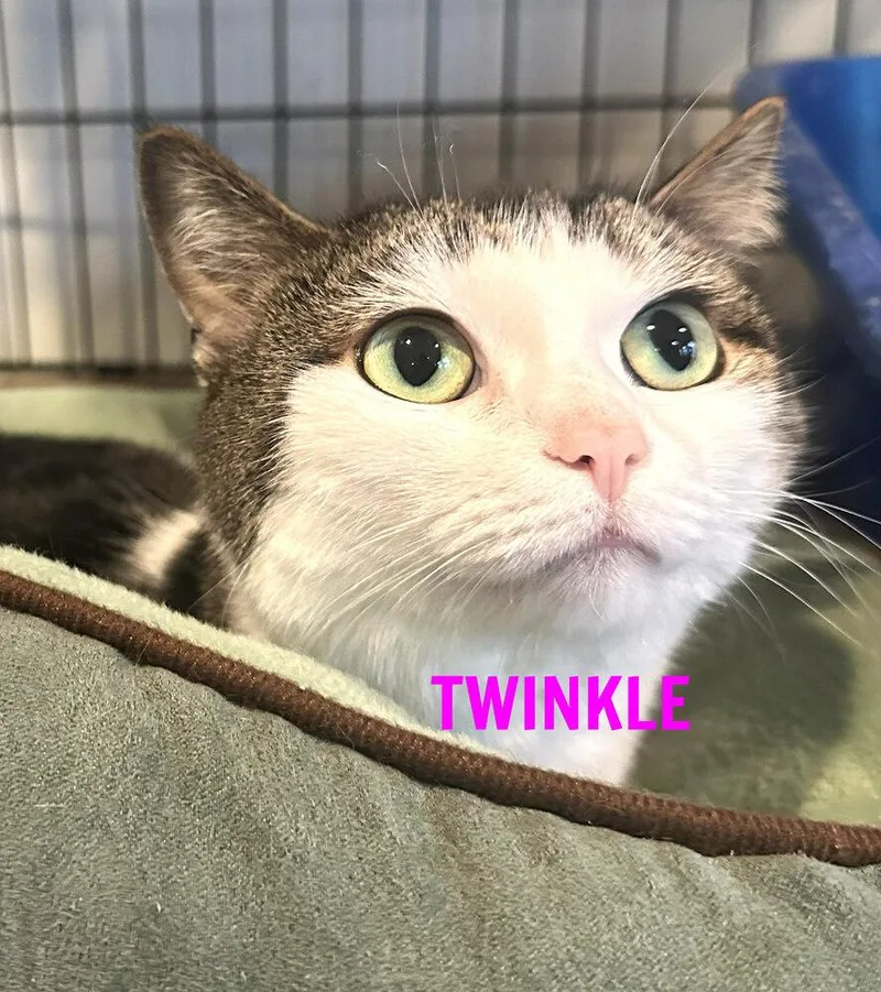 Twinkle thumbnail 2