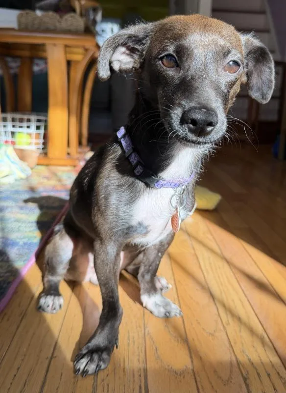A young small-sized female Dachshund dog named Cupcake for adoption in Manassas, VA