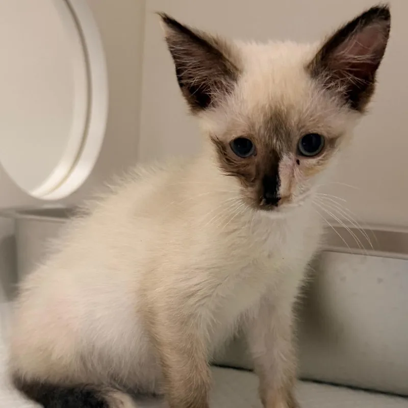 A baby small-sized female Siamese cat named Saffron for adoption in Elizabeth City, NC