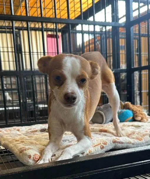 A young small-sized male Chihuahua dog named Noodles in TX for adoption in Cranston, RI