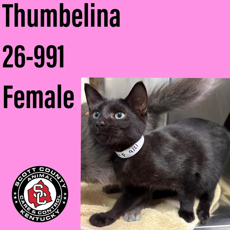 A baby small-sized female Domestic Short Hair cat named Thumbelina for adoption in Georgetown, KY