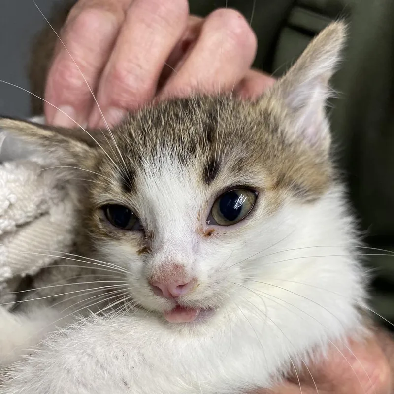 A baby small-sized male Brown / Chocolate Domestic Short Hair cat named Shrimp for adoption in Houston, TX