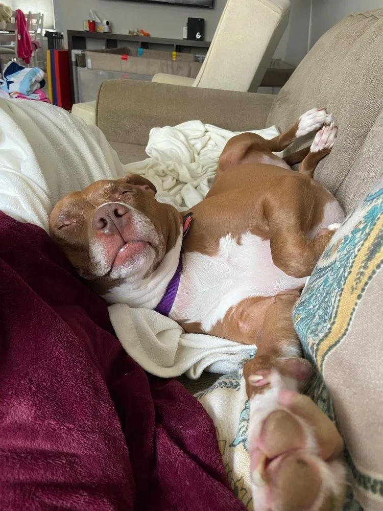 An adult medium-sized female Pit Bull Terrier dog named Penny for adoption in Brewster , NY