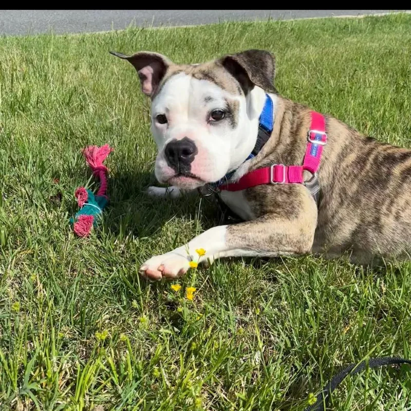 An adult small-sized female English Bulldog dog named Chevy for adoption in Lynchburg, VA