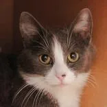 An adult medium-sized female Gray & White Domestic Short Hair cat named Venus for adoption in Hilliard, OH