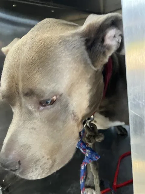 An adult large-sized male Mixed Breed dog named Bear for adoption in Dallas, TX