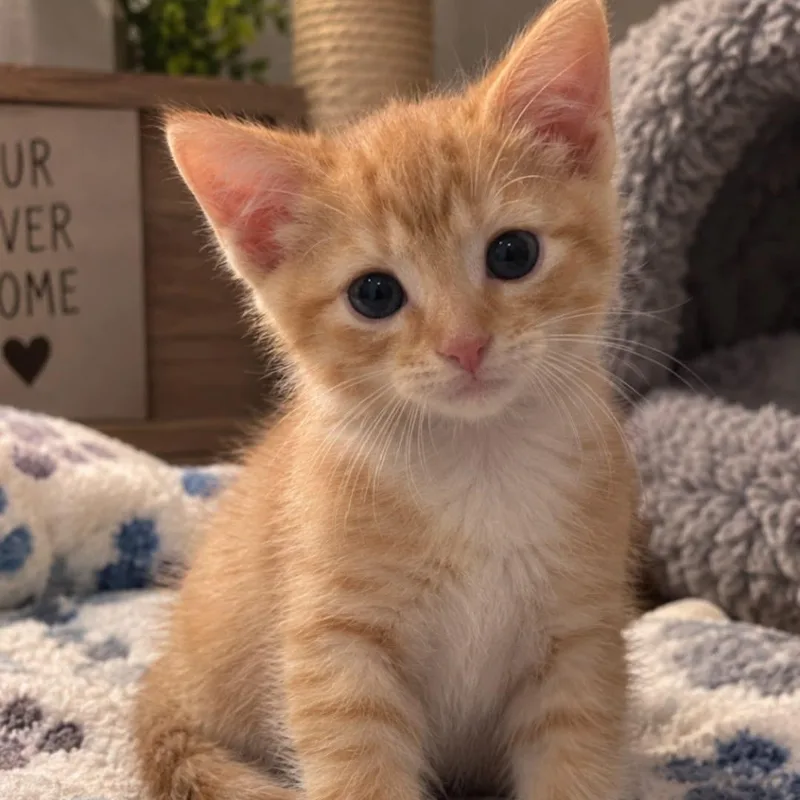 A baby small-sized male Orange / Red Tabby cat named Johnny for adoption in Andover, MN